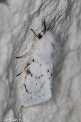 Spilosoma dubia