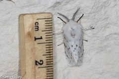 Spilosoma dubia