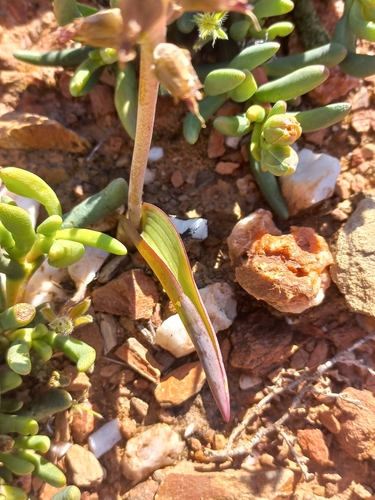 Image of Lachenalia aurioliae by (c) Brian du Preez, some rights reserved (CC BY-SA)