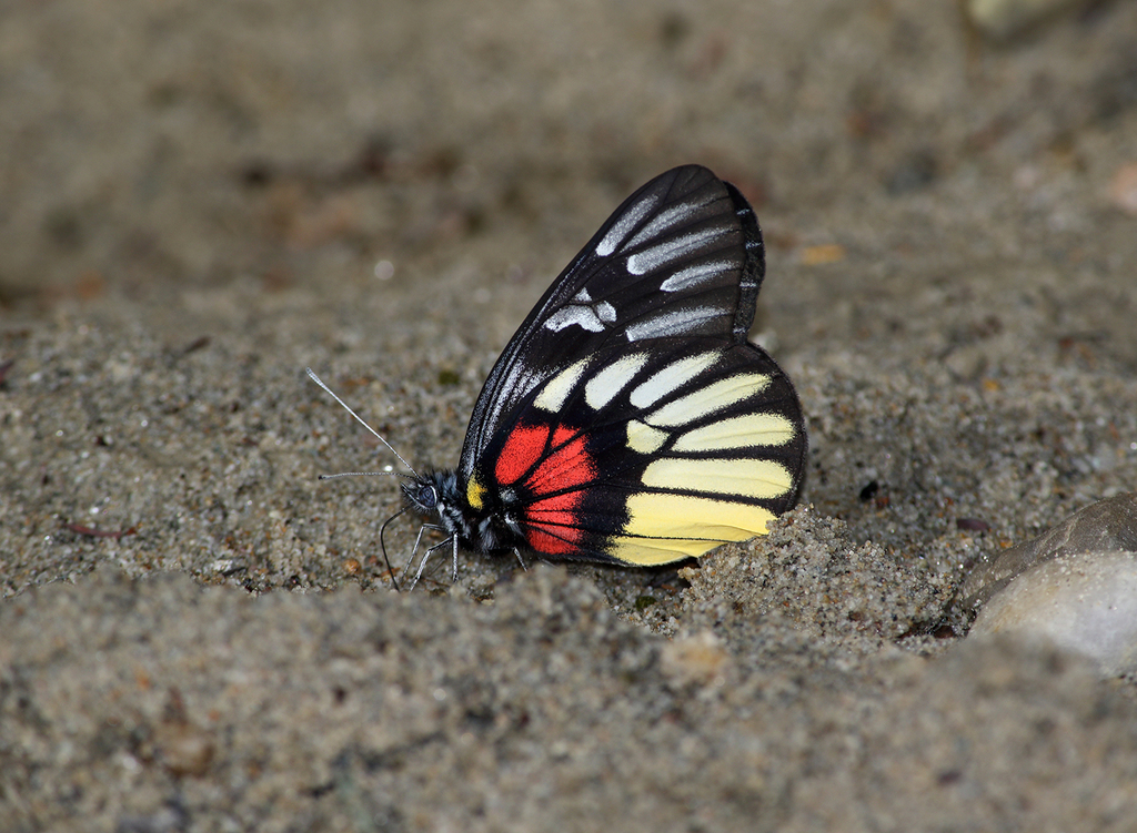 Red-breast Jezebel