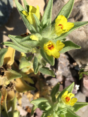 Mohavea breviflora