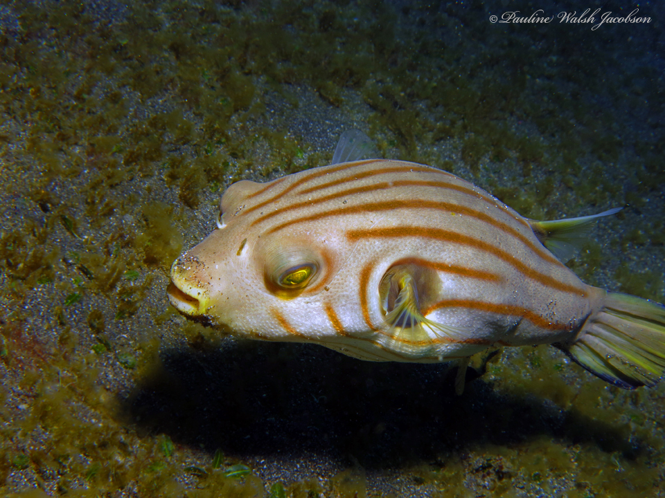 Striped Puffer