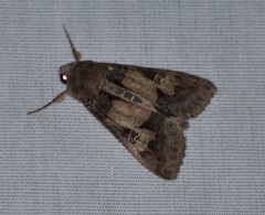 Melipotis agrotoides