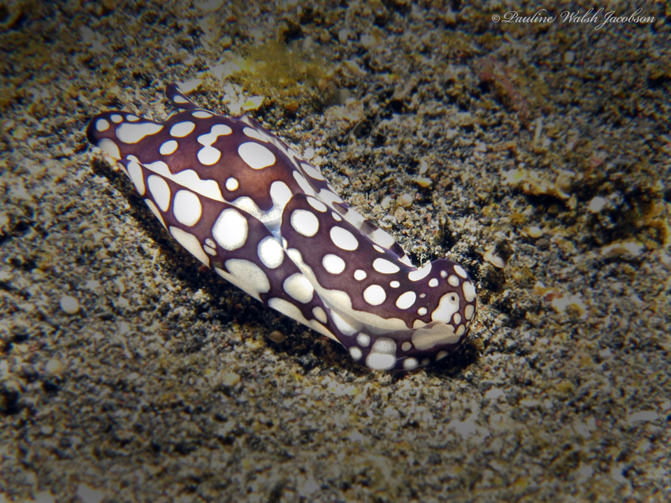 Pilsbry's Head Shield Slug
