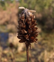 Xyris fimbriata