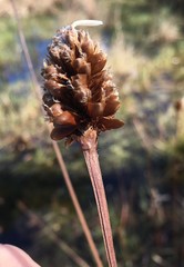 Xyris fimbriata