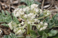 Vesper macrorhizus