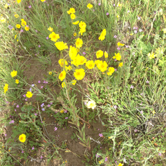 Madia radiata