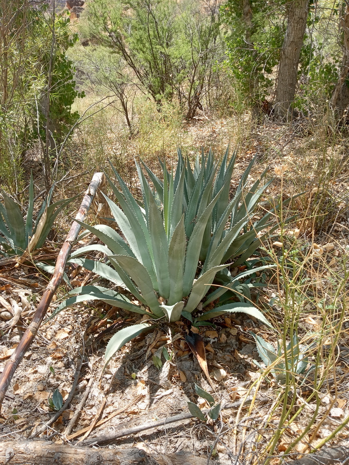 Agave phillipsiana