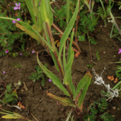 Madia radiata
