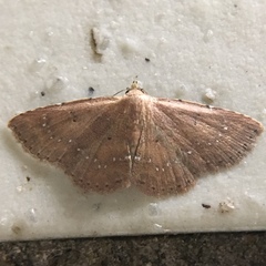 Cerynea punctilinealis