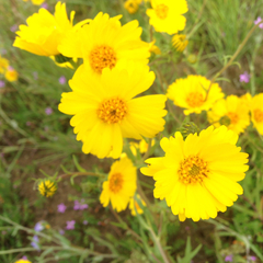 Madia radiata