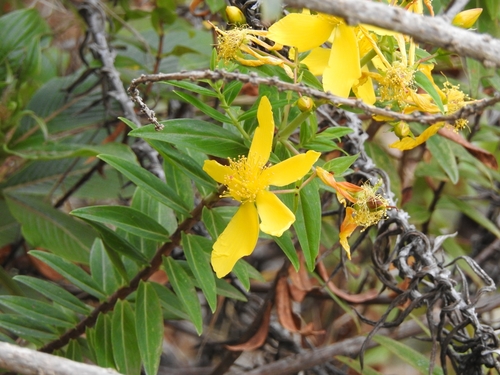 Hypericum revolutum subsp. keniense image