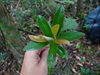 Magnolia kachirachirai - Photo (c) 呂一起(Lu i-chi), some rights reserved (CC BY), uploaded by 呂一起(Lu i-chi)
