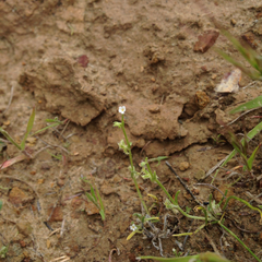 Pectocarya linearis ferocula