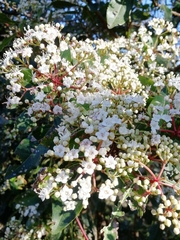 Viburnum