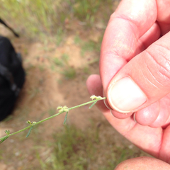 Pectocarya linearis ferocula
