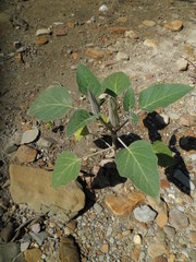 Datura stramonium