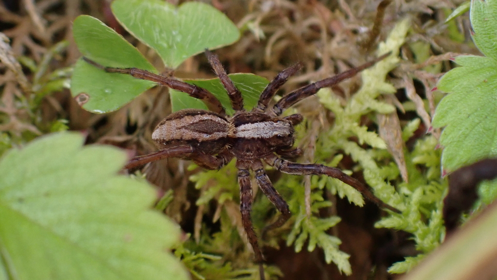 Alopecosa taeniata