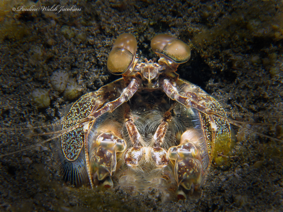 Lysiosquilla sulcirostris