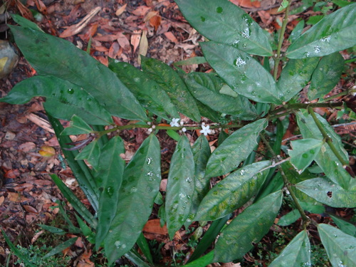 Lasianthus verticillatus iNat (3)
