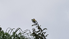 Pitangus sulphuratus