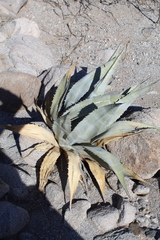 Agave turneri