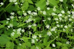 Stellaria nemorum