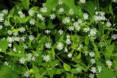 Stellaria nemorum