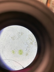 Micrasterias truncata