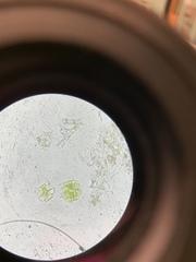 Micrasterias truncata