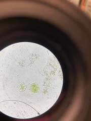 Micrasterias truncata