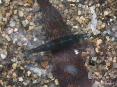 Neocaridina palmata
