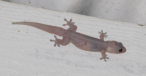 Gehyra mutilata observed 2016-02-26