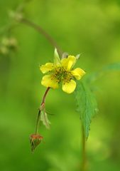 Geum urbanum