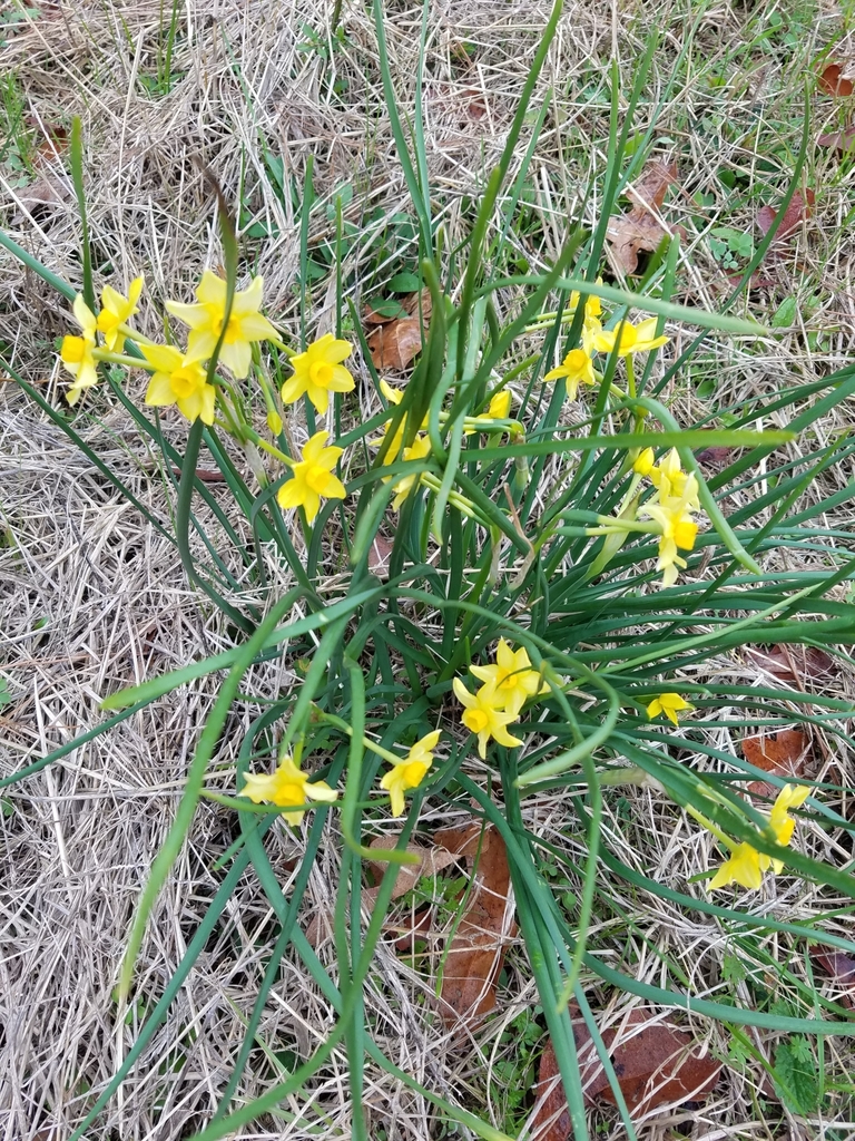 Intermediate Jonquil