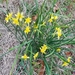 Intermediate Jonquil - Photo (c) Liam Plybon, some rights reserved (CC BY-NC), uploaded by Liam Plybon