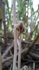 Arachnitis uniflora