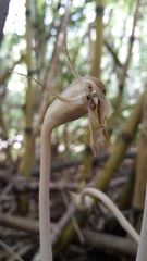 Arachnitis uniflora
