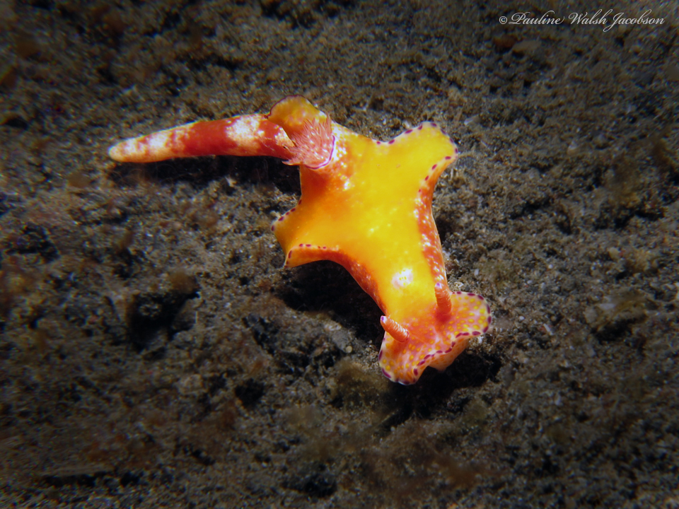 Slender ceratosoma nudibranch