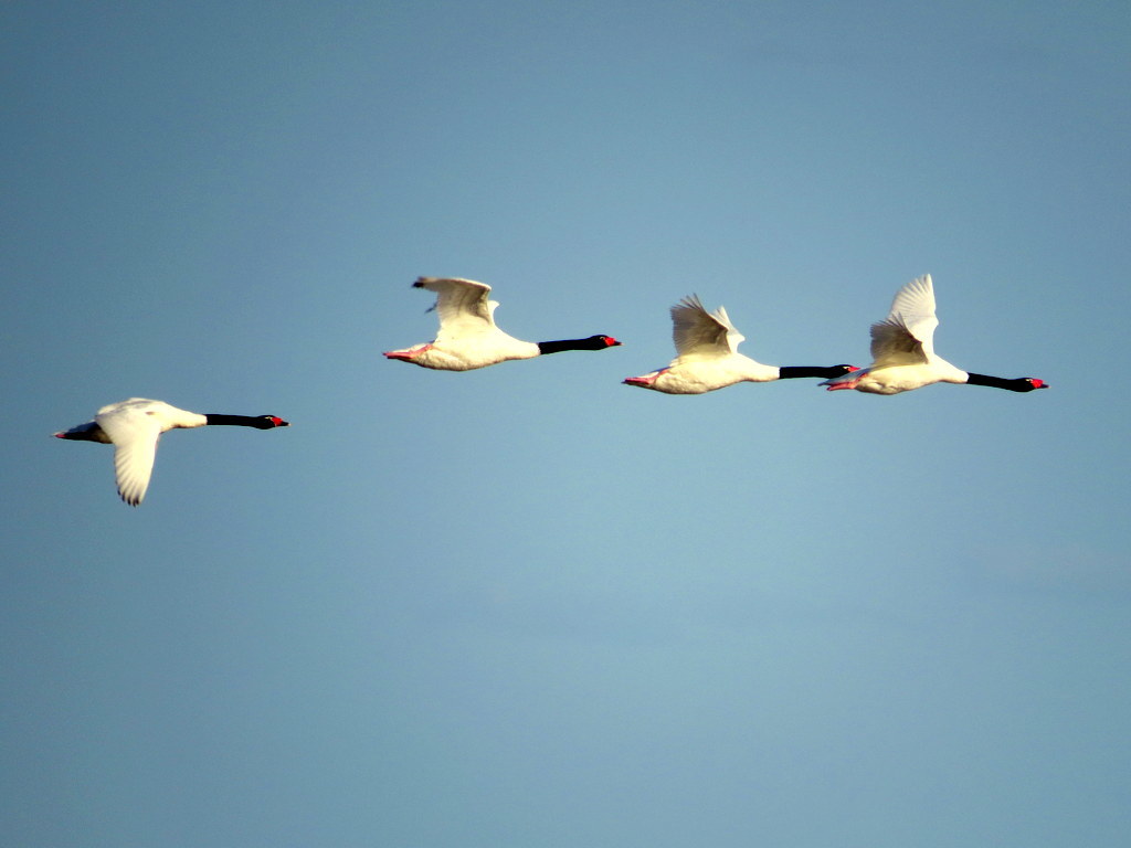 Black-necked Swan