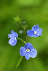 Veronica chamaedrys