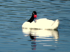 Cygnus melancoryphus