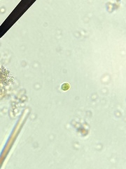 Chlamydomonadales