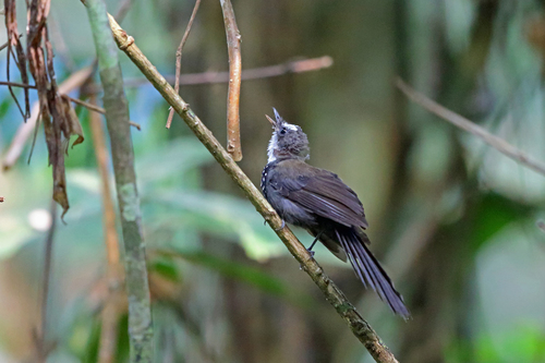 Sooty Thicket Fantail (Rhipidura threnothorax), photo 10