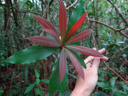 Image of Litsea Acutivena (Litsea acutivena) by (c) 呂一起(Lu i-chi), some rights reserved (CC BY)
