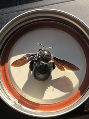 Xylocopa