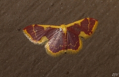 Idaea gemma