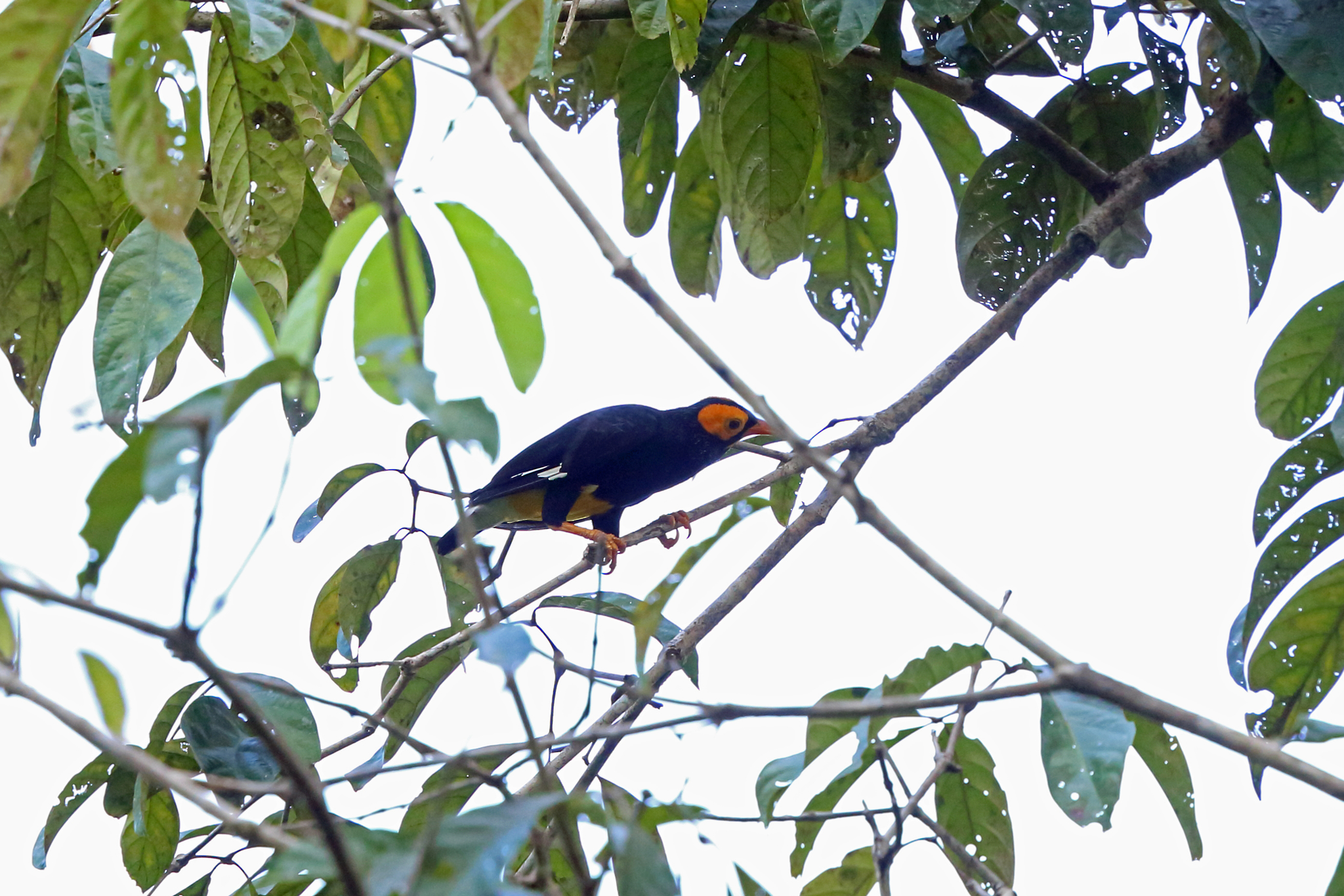 Yellow-faced Myna illustration