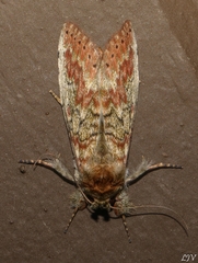 Neostictoptera nigropuncta